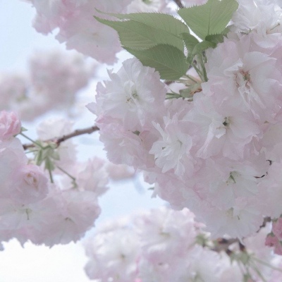 勐海福瑞交流群